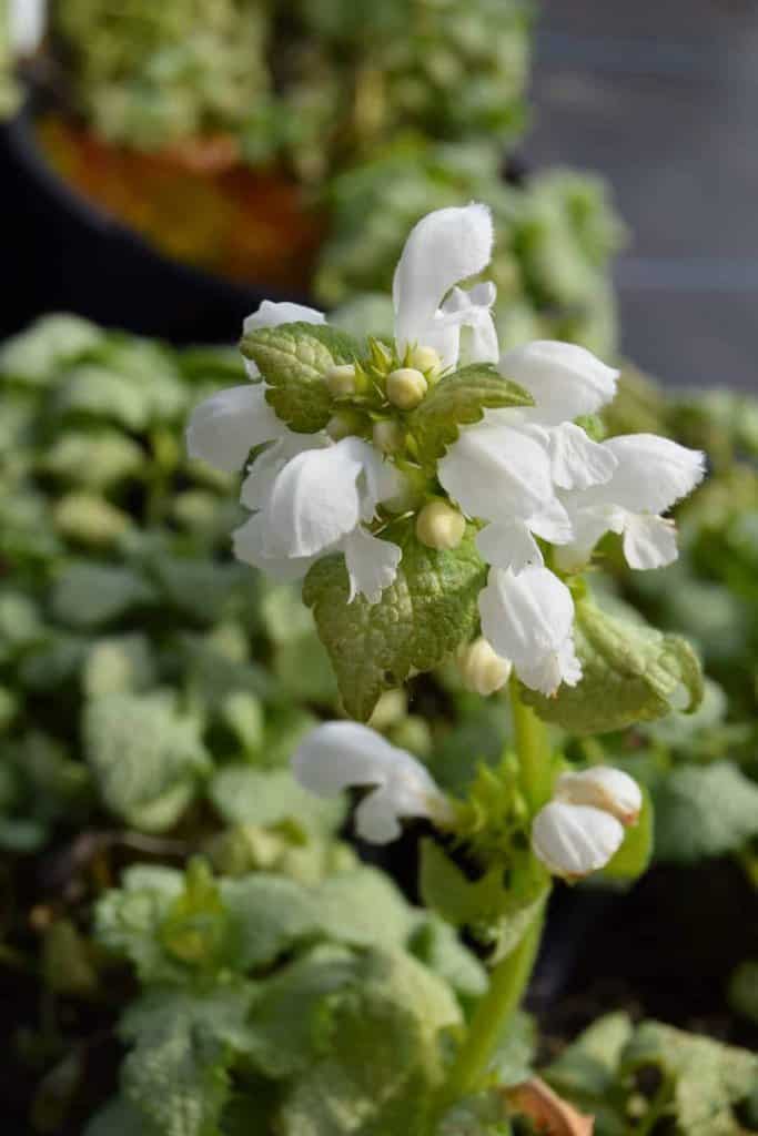 Lamium maculatum 'White Nancy' ---